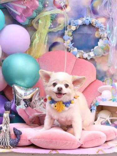 20240816ななちゃん